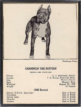 Heritage American Pit Bull Terrier Conformation Standard®